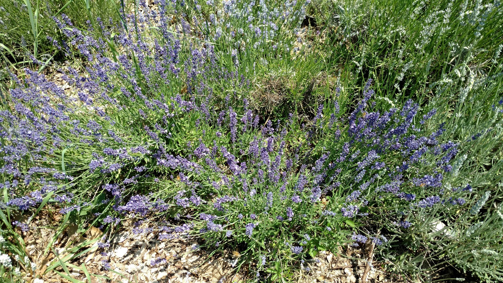 Live free or die Лаванда...(Pleasant Valley Lavender Farm,