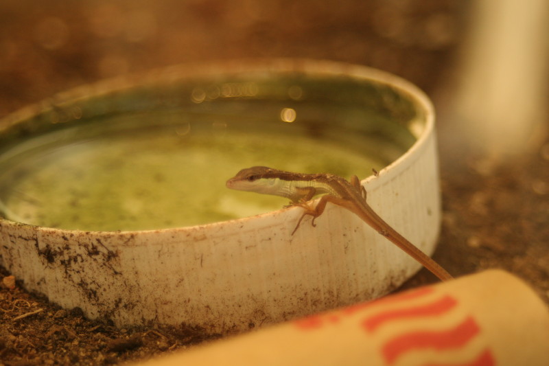 Small Pet Care Long Tail Grass Lizards and Anoles Baby Lizards