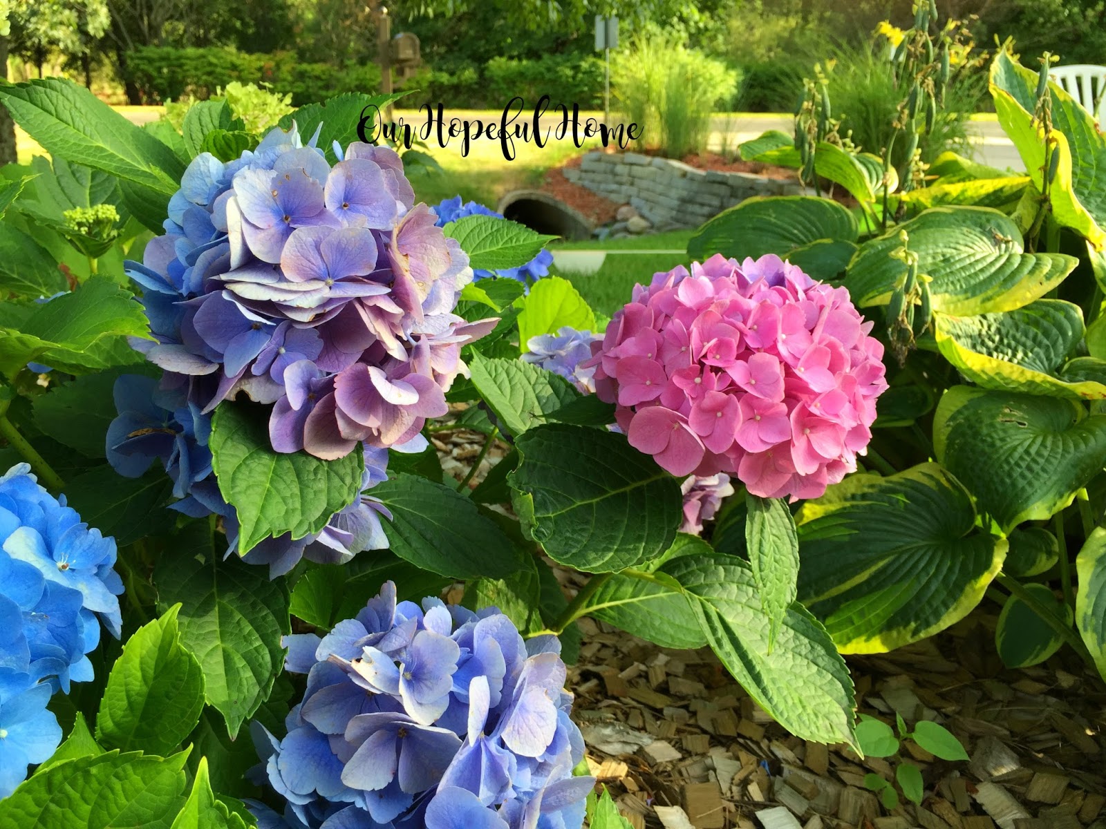 Our Hopeful Home Hydrangea Pruning Guide With Tips Tricks For
