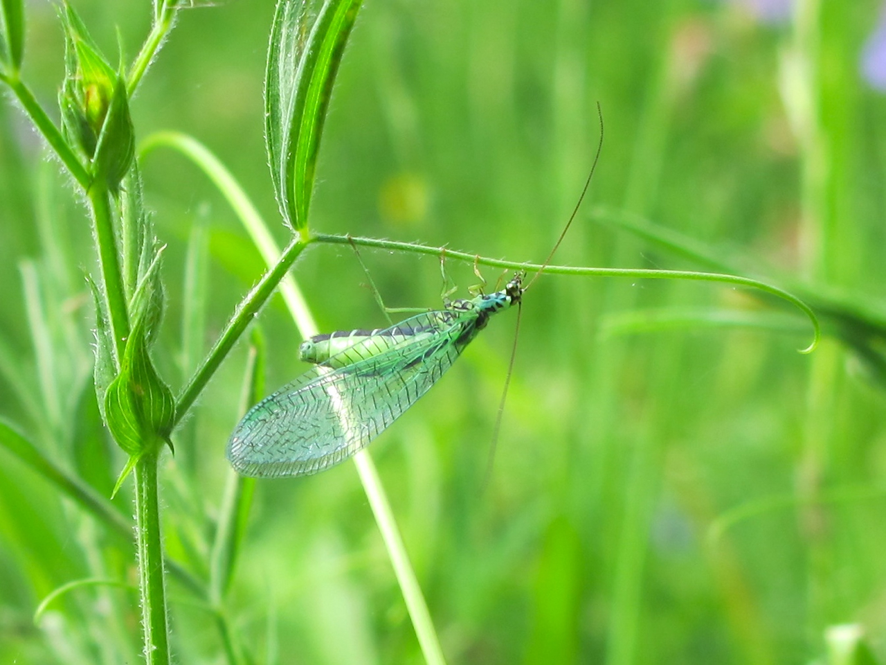 Perla Insect BugBlog: Wildlife Garden little wonders