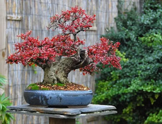 Cotoneaster horizontalis Bonsai tree