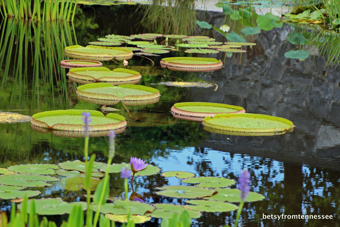 JOYFUL REFLECTIONS Sunflowers and Water Lilies