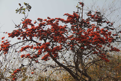 পলাশ গছৰ ঔষধীয় গুনৰ বিষয়ে জানেনে? -Palash benefits and uses পলাশৰ গছৰ ঔষধীয় গুনৰ বিষয়ে জানেনে? -Palash benefits and uses