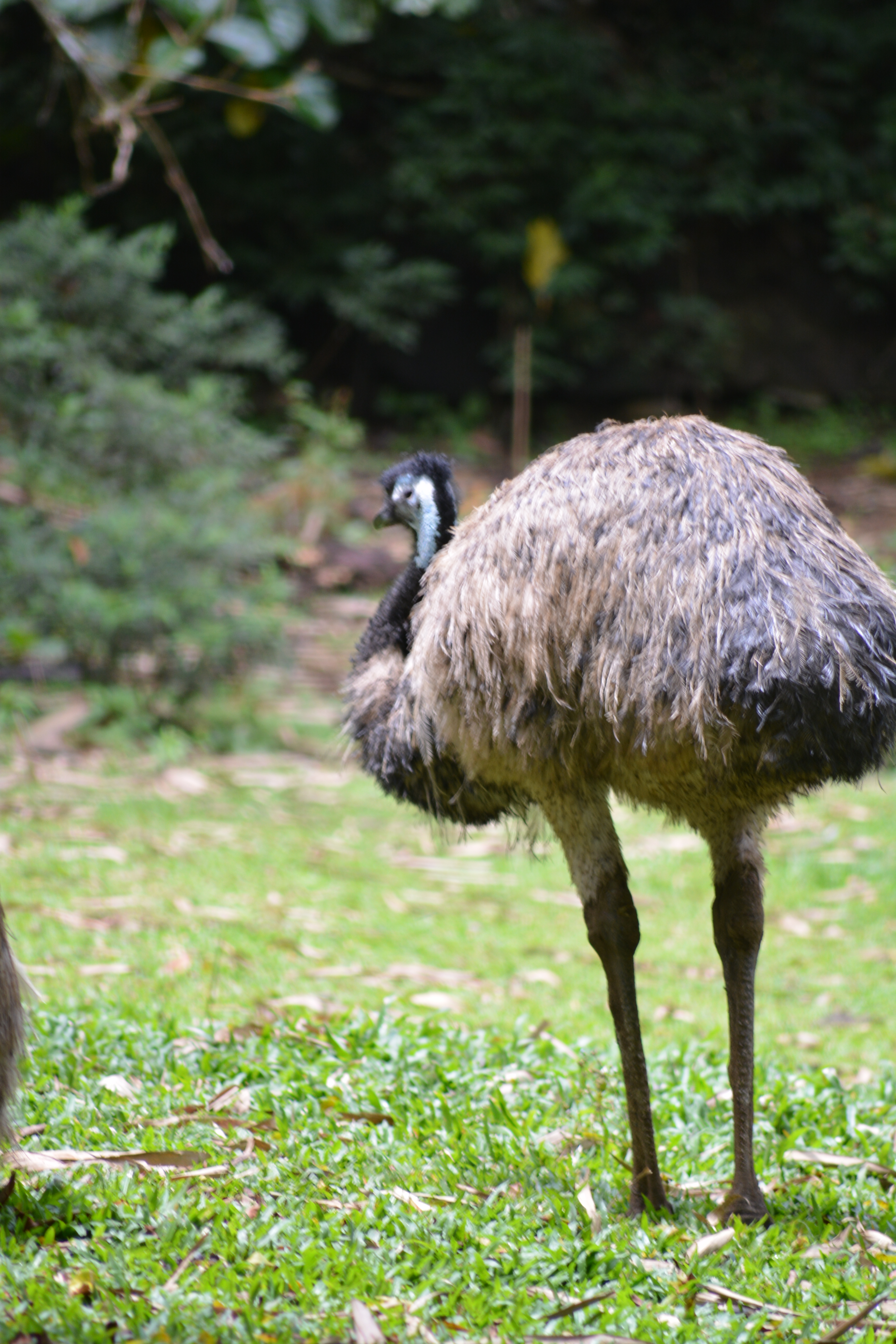 Emu Dromaius Novaehollandiae Burung Besar Mirip Kerabatnya Burung Unta Planter And Forester