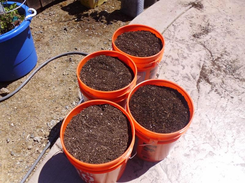 Potting soil in new container