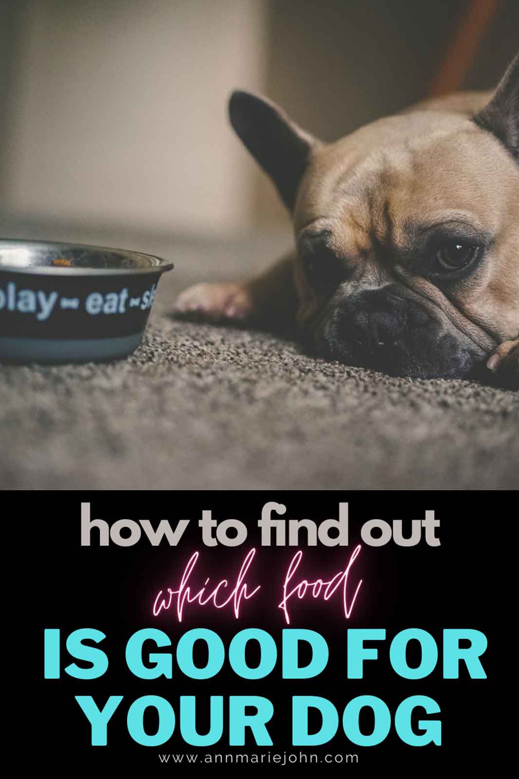 How to Find out Which Food Is Good for Your Dog