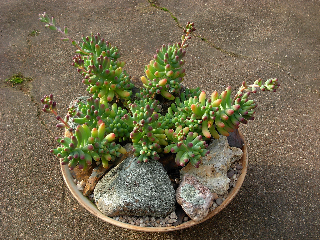 Sedum pachyphyllum Jelly beans plant care and culture Travaldo's blog