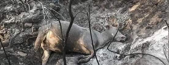 احتراق غابات الأمازون