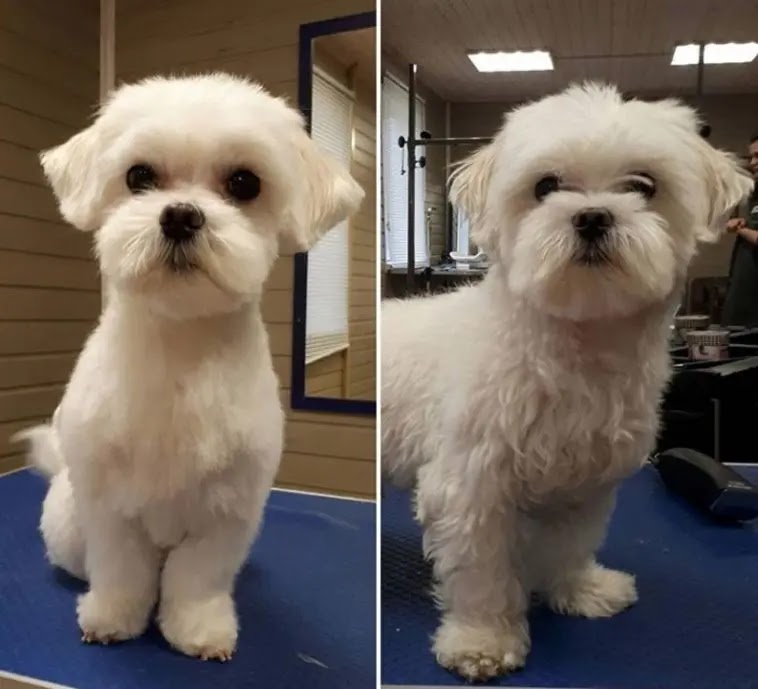 14 Best Maltese Haircuts for Dog Lovers Dog Red Line