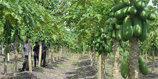 Bukan tanpa sebab, tumbuhan pepaya dengan jenis Calina ini dapat tumbuh subur di lahan kering dan gersang. Sejumlah petani di desa Candisari, Kecamatan Sambeng, Kabupaten Lamongan mulai membudidayakan tumbuhan jenis ini sejak 3 tahun lalu. Dikembangkan oleh IPB (Institut Pertanian Bogor), pepaya jenis ini selalu menghasilkan buah yang melimpah pada setiap bulannya.