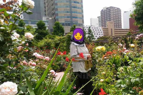 teman para penggemar bunga mawar pada khusnya dan penggemar taman pada umumnya Taman Yamashita Yokohama, Penuh Mawar Di Pinggir Laut