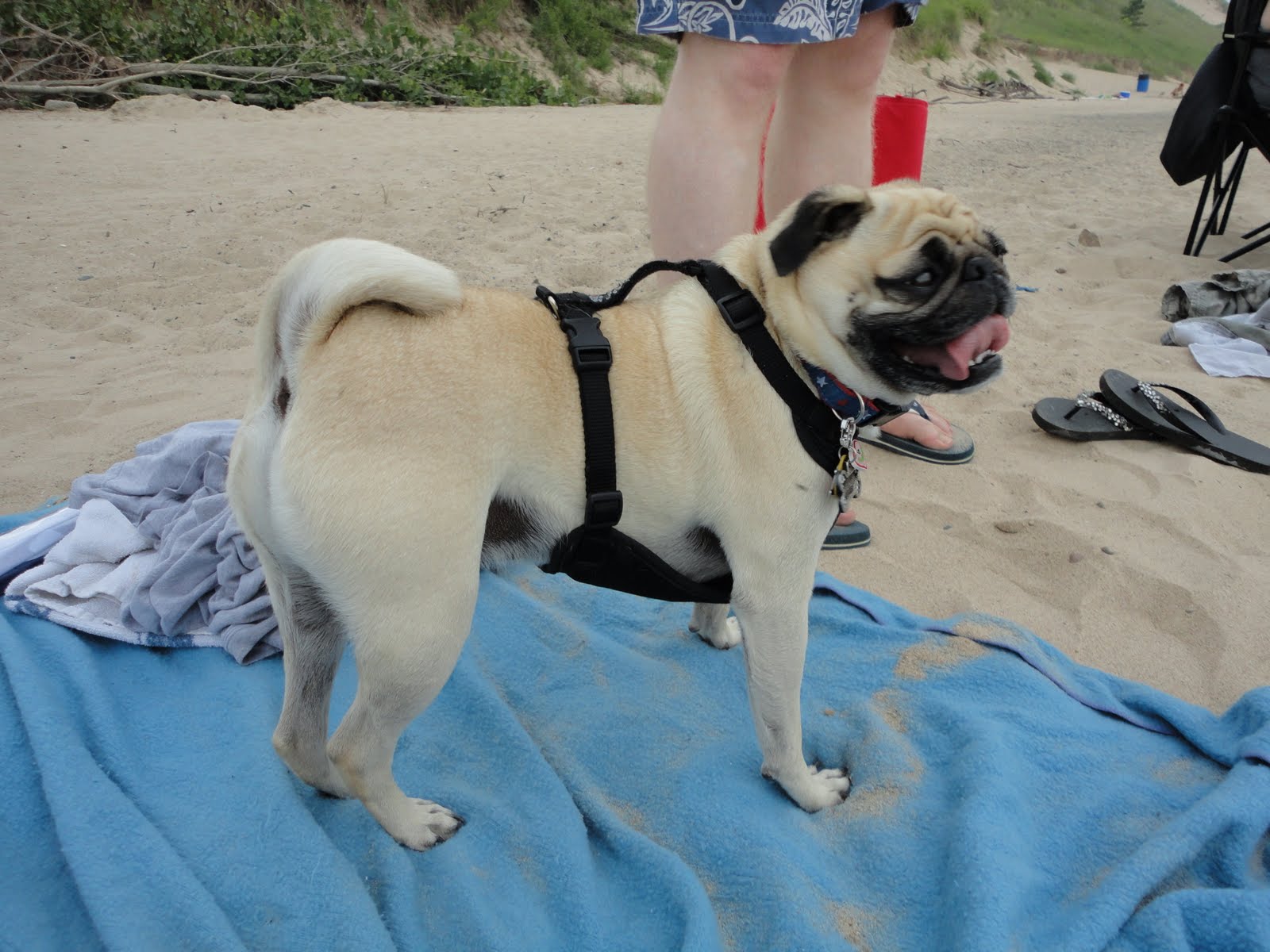"Multum In Parvo"...with Cinnabon tails A Day at the Beach
