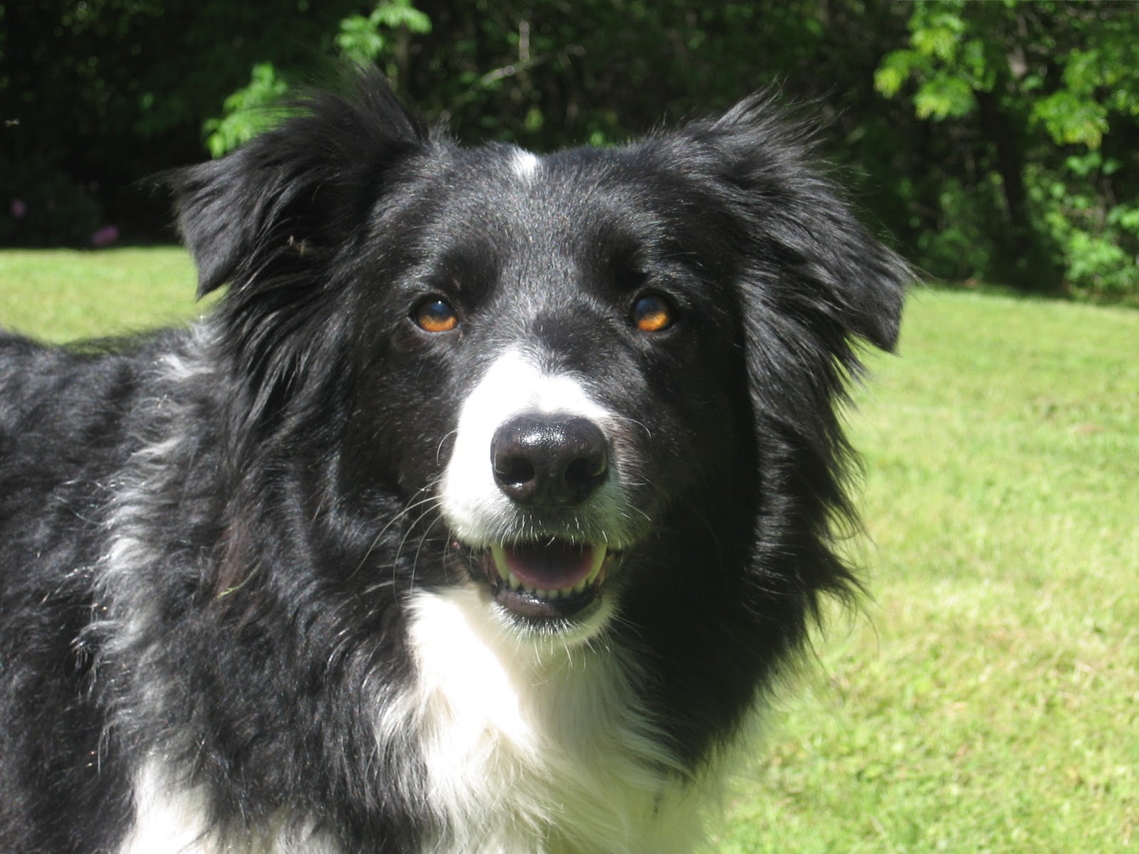 Andromeda Unbound In Defense of Black and White Border Collies