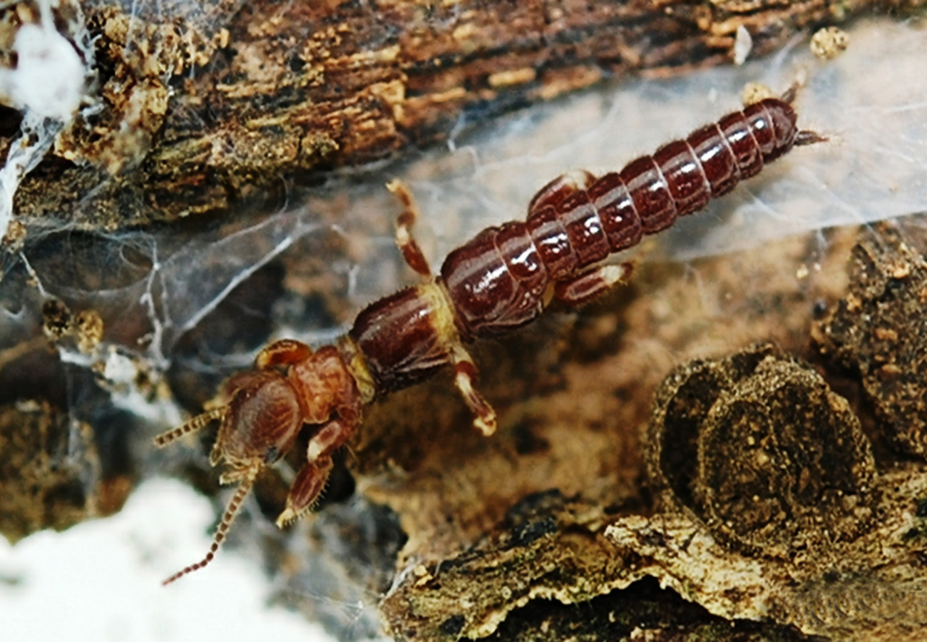 Species New to Science [Hexapoda • 2018] Oligotomidae (Insecta