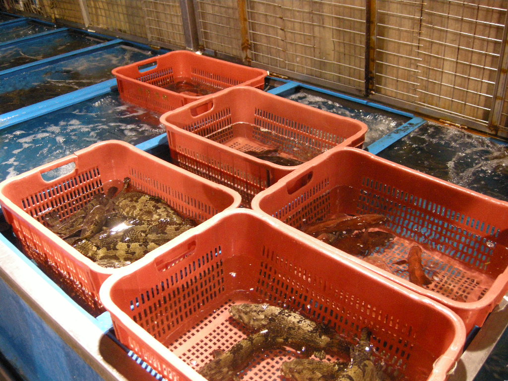 Grouper Exporter Frozen Grouper Supplier, Grouper Fish Indonesia, Grouper Fish Farming, Frozen