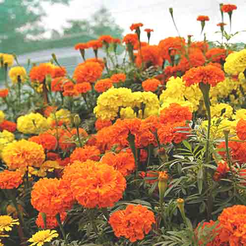 Birth Month Flowers Symbols