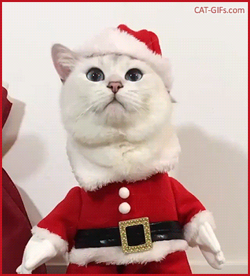 Christmas Cat GIF • ‘Coby’ is one of the most beautiful white Santa cat, isn't it? Christmas Cat GIF • ‘Coby’ is one of the most beautiful white Santa cat, isn't it?