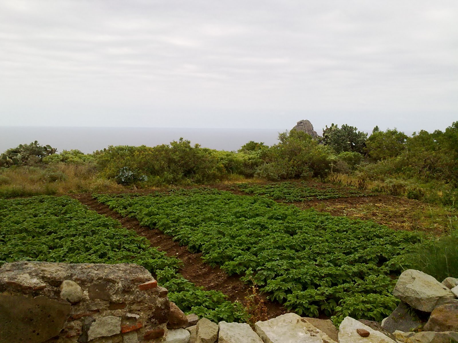 CURIOSEANDO POR TENERIFE Caserío Las Palmas