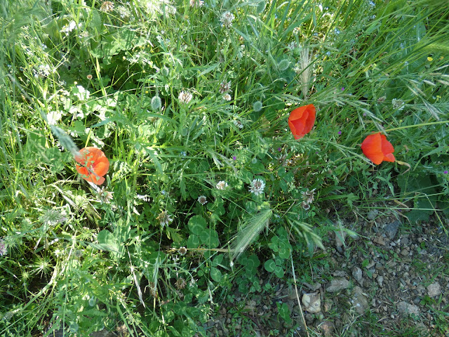 Les coquelicots sont encore de la partie, mais ils se font rares ici.