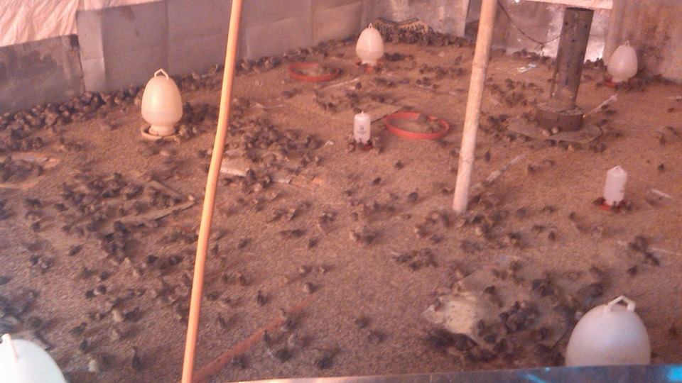 Ternak Puyuh Cikarang Bekasi 081289938997 Youtube