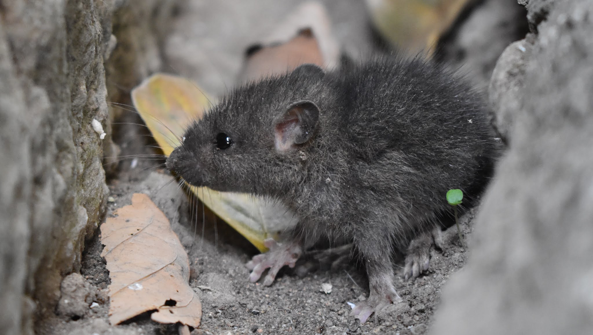Misteri Arti Mimpi TIKUS menurut Psikolog dan Ahli Tafsir