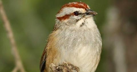 Argentina nativa Cachilo corona castaña (Rhynchospiza strigiceps)