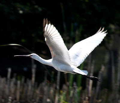 Espátula en vuelo