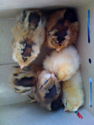 overhead view of chicks