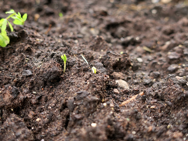 Seedlings in earth. 1st November 2020. Seedlings in earth. 1st November 2020.