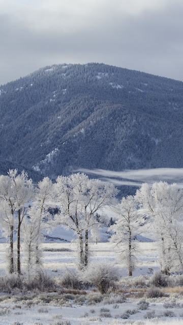 HD Wallpaper Snow, Winter, Forest, Mountain