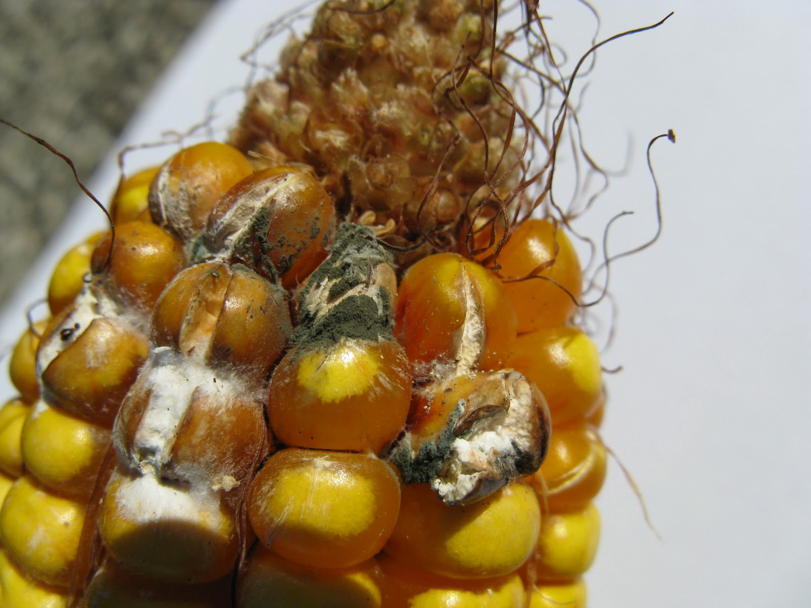 University of Illinois Plant Clinic Aspergillis ear rot and Aflatoxin