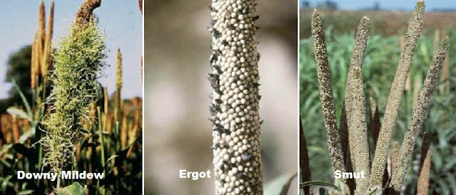 Diseases and Pest Management in Pearl Millet Cultivation of Pearl Millet or Bajra ; Complete Information Guide;