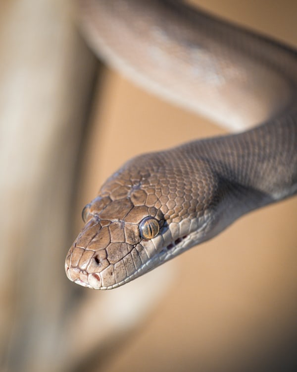 How To Identify A Poisonous and Non-Poisonous Snake - NATURE SCIENTIST