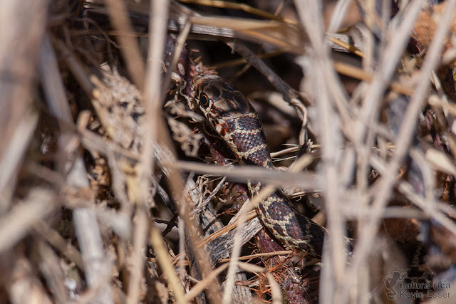 Coluber constrictor mormon - Western Yellow-bellied Racer