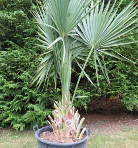 sabal palmetto. The fruits have been a component of the food of residents of the South Eastern United States of America for more than a century. One more term assigned to Saw palmetto is sabal palmetto.