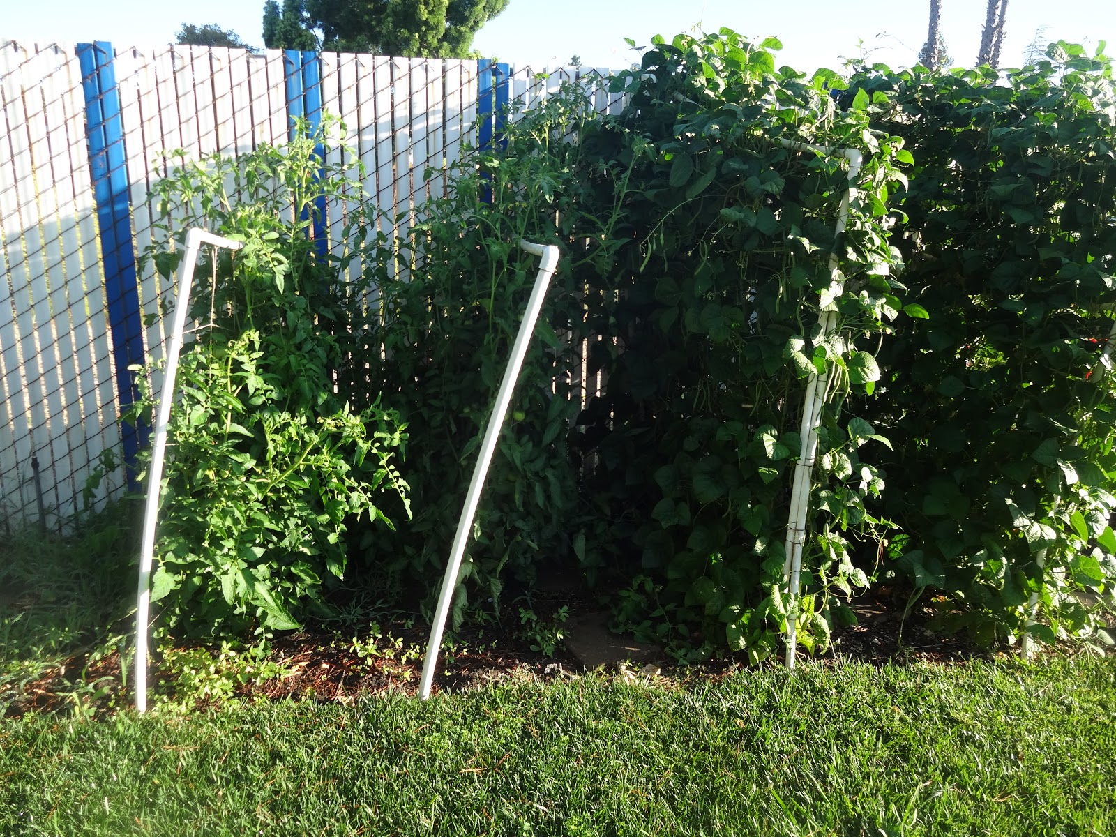 The Scientific Gardener Peas and Beans in the Fertile Garden