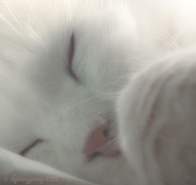 white cat sleeping