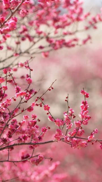 Spring Pink Flowers iPhone Wallpaper