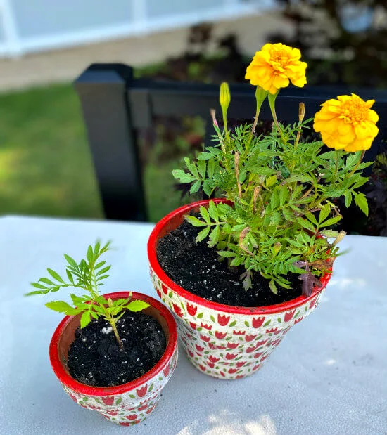 Decoupaged terra cotta pots using napkins.