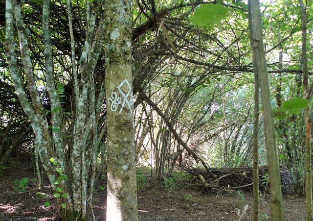 Quelques symboles de cohésion semés sur les arbres - Primal art