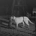 Mountain lion has an animal in its mouth. What is it?
