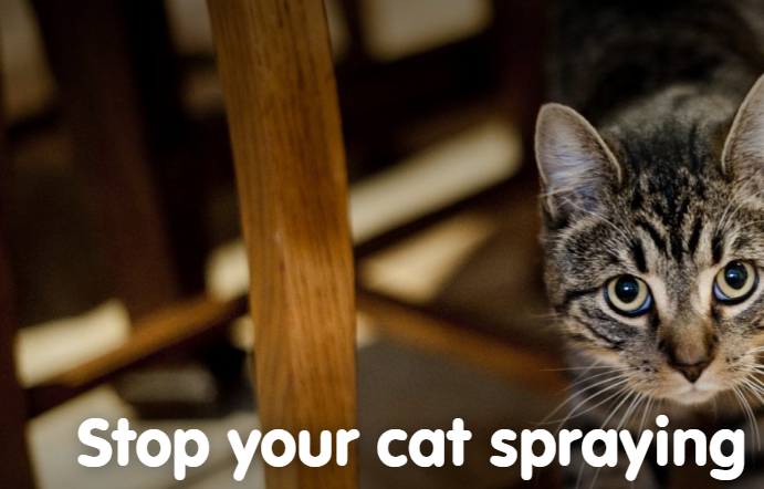  Stopping Spraying in Cats important Tips 