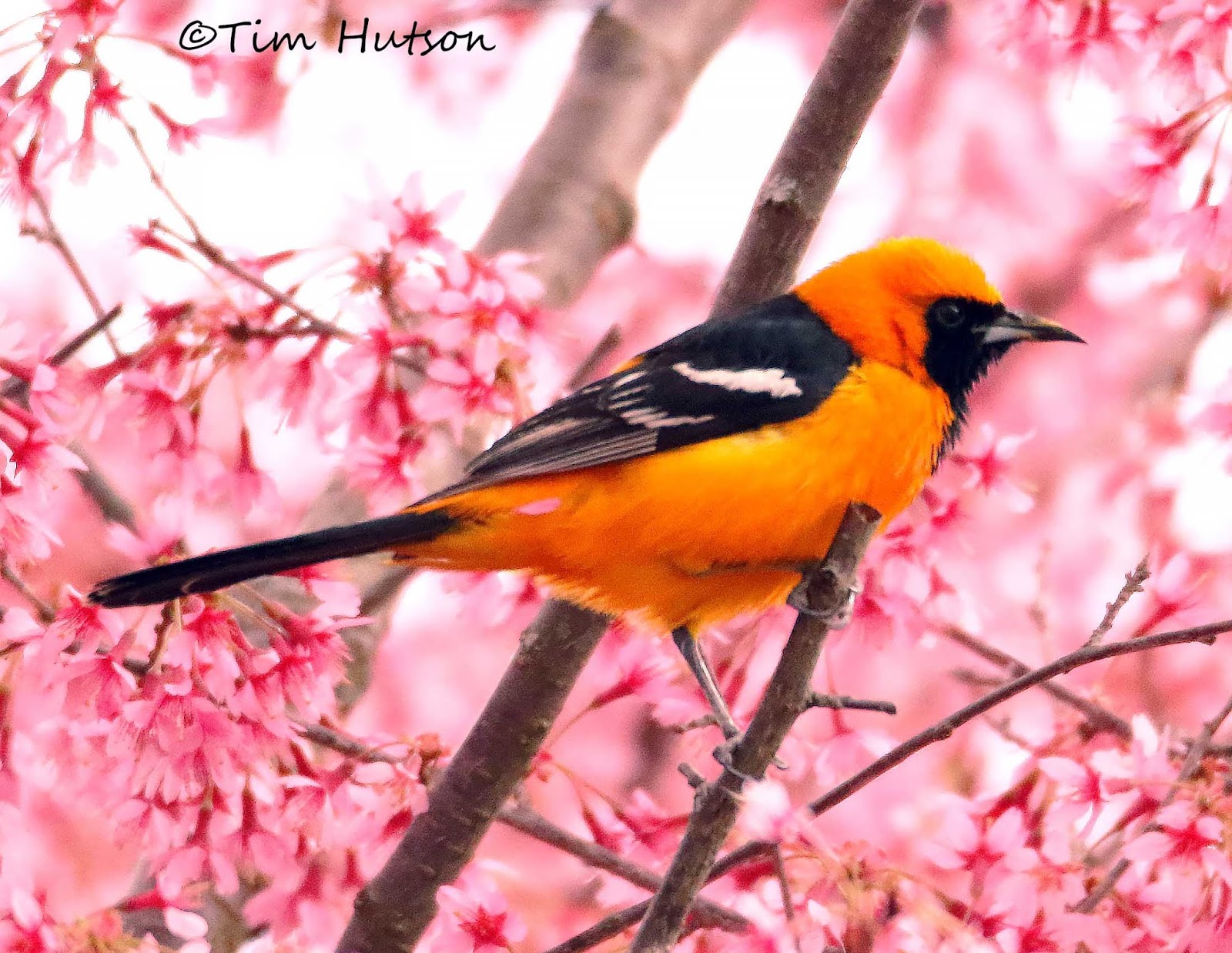 Ohio Birds and Biodiversity Nature No foolin' Rare oriole really did