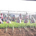 Hadapi Covid-19, Warga RW 17 Desa Giri Mekar Galakan Urban Farming
