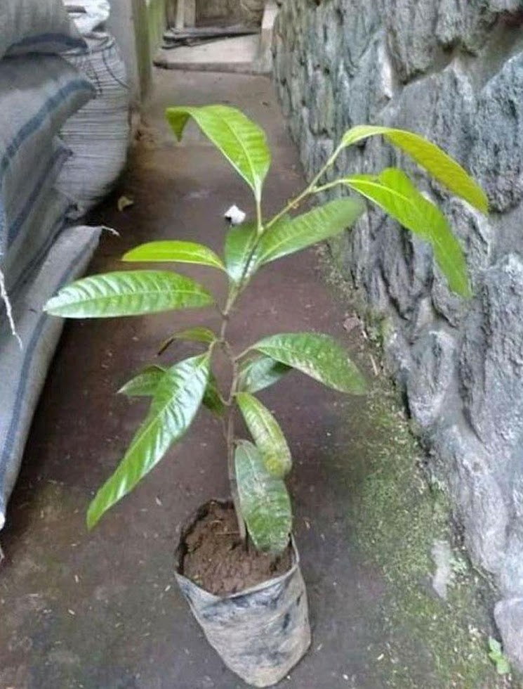 tanaman gandaria bibit buah tabulampot mangga berkwalitas unggul hasil okulasi dengan pohon sudah cepat berbuah Kao Utara