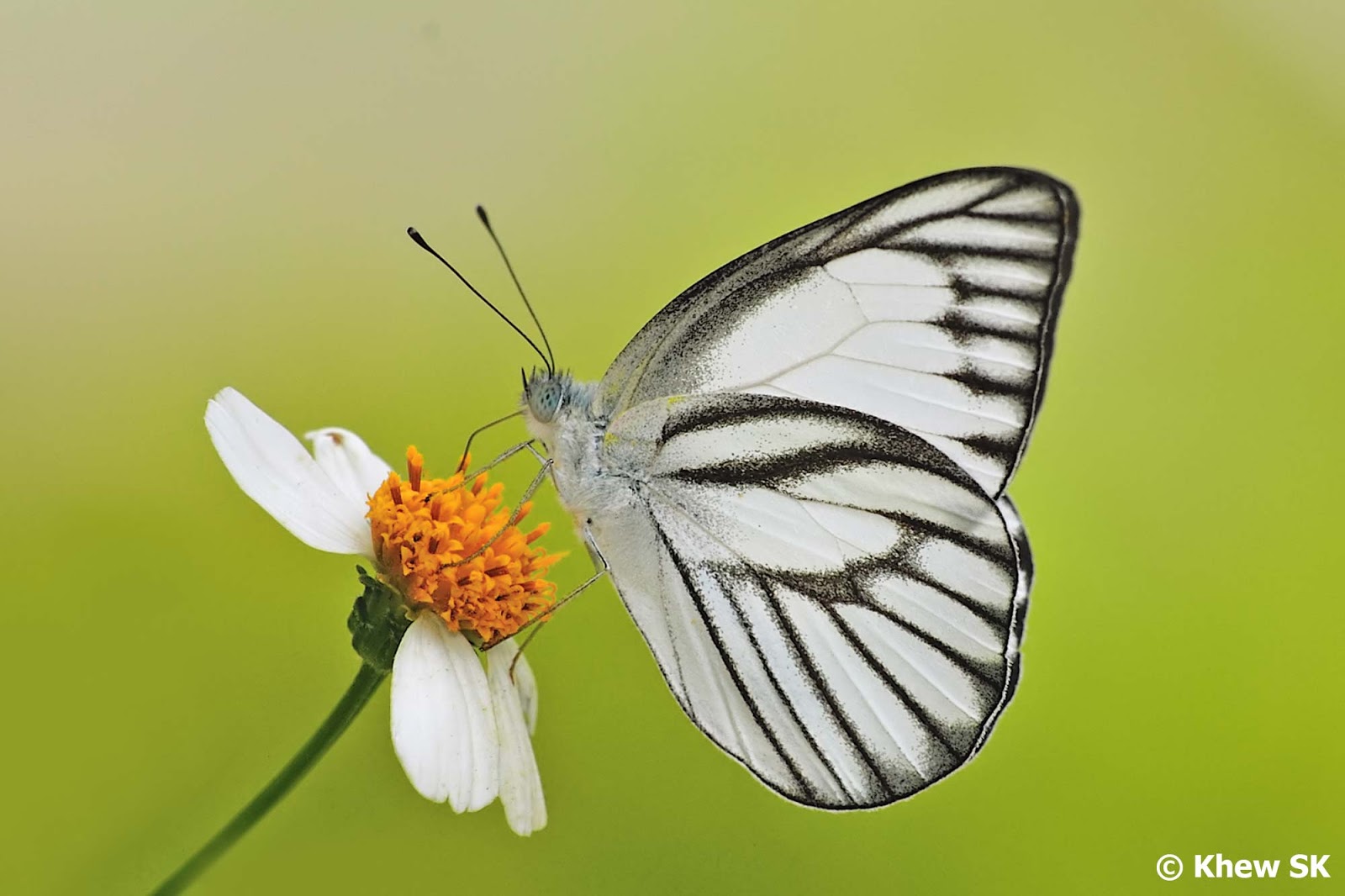 Butterflies of Singapore Black and White Butterflies of Singapore Black and White