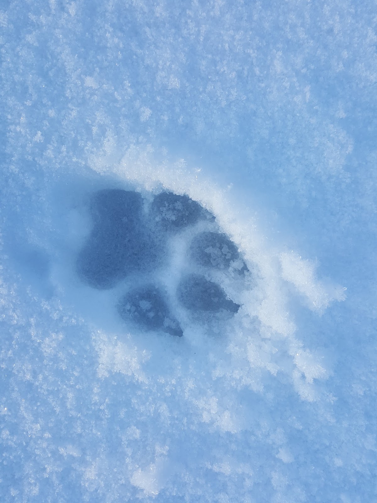 Identifying Predator Prints in the Snow Fresh Eggs Daily® with Lisa