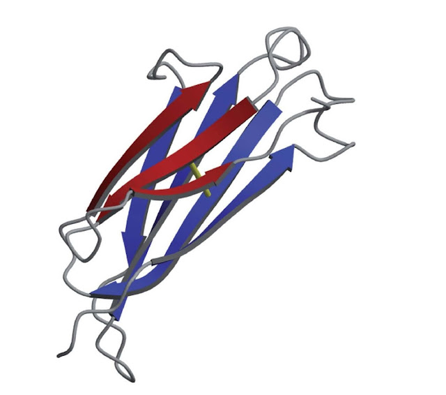 The immunoglobulin fold (constant domain)