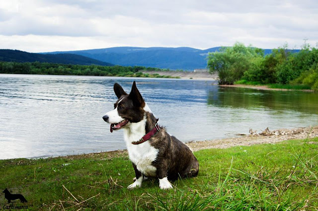podróże z psem podróże z psem, wakacje z psem, w góry z psem