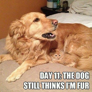 Dog Memes Dog Memes